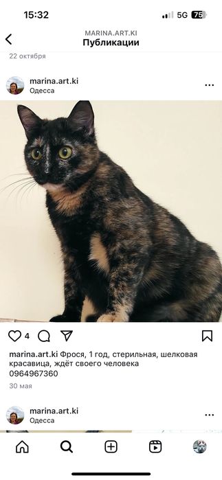 Красивые котики бесплатно