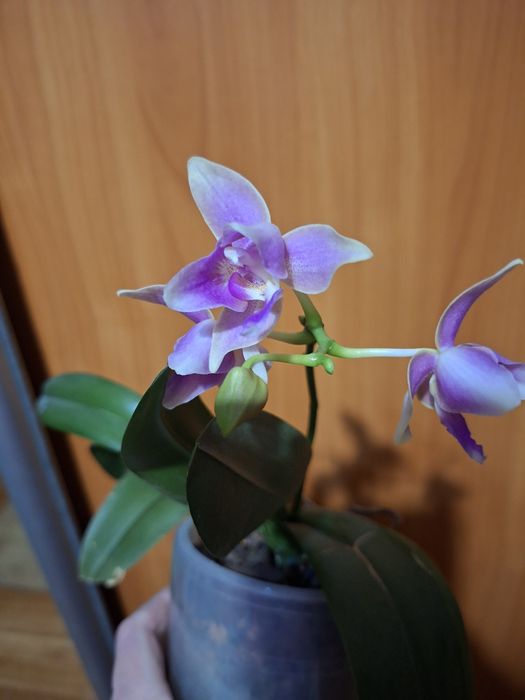 Орхідея pink bi, квітує