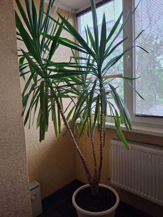 Пальма ЮККА  Самовивіз