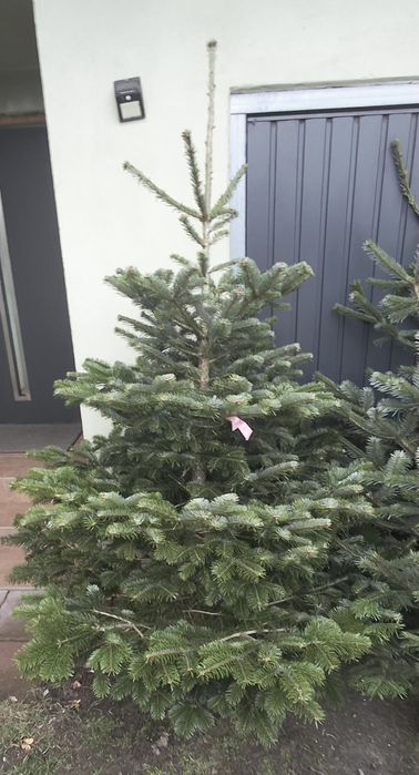 Choinki - Jodła Kaukaska & Świerk Pospolity