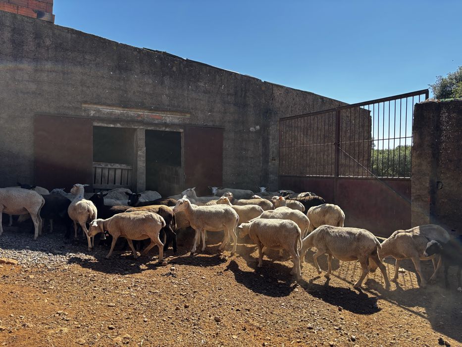 Ovelhas (2016, 2017 e 2018)