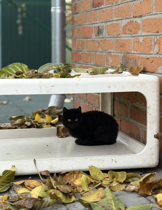 Віддам в добрі руки кошенятко