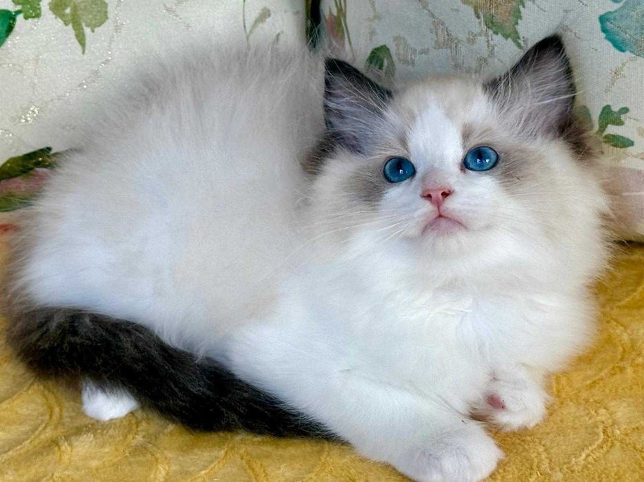 Codowny kocurek do rezerwacji -