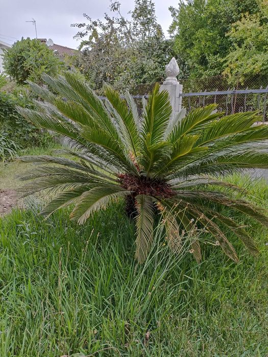 Palmeira cica muito bonita