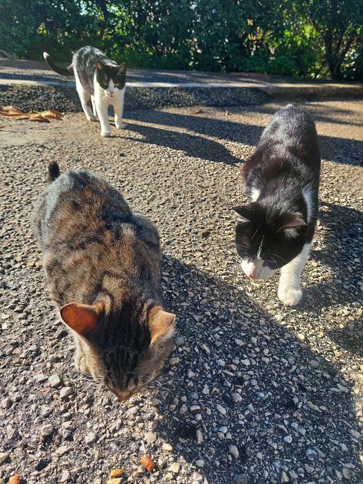 Gatinhos em adopção