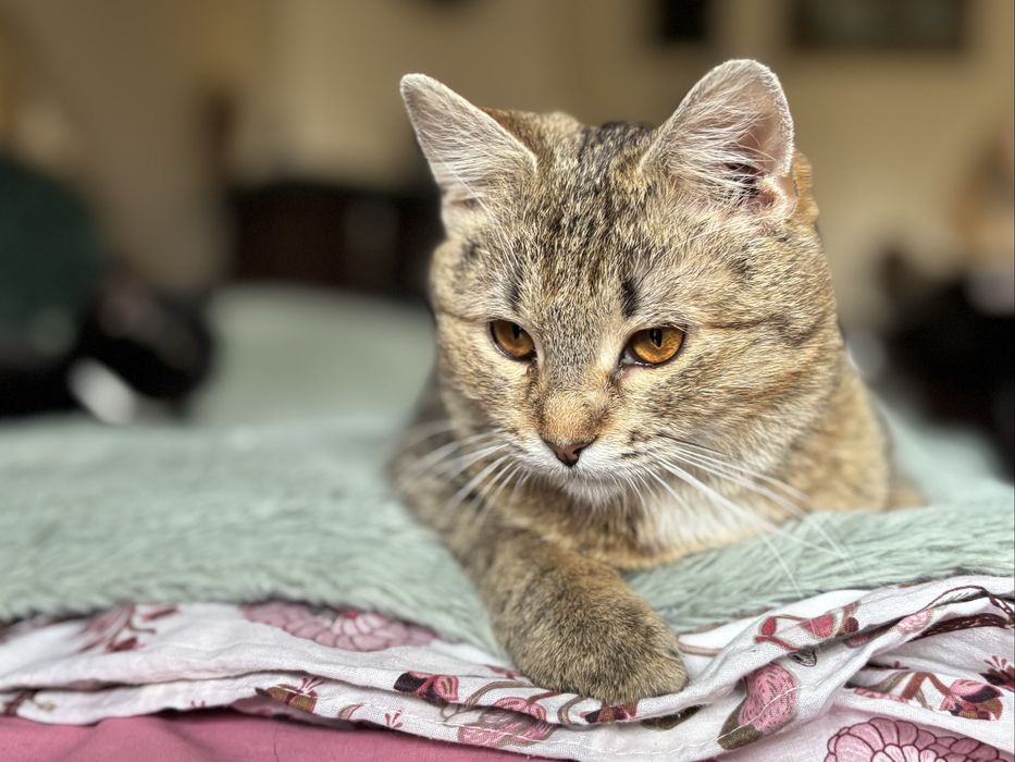 6 miesieczna kotka szuka domu