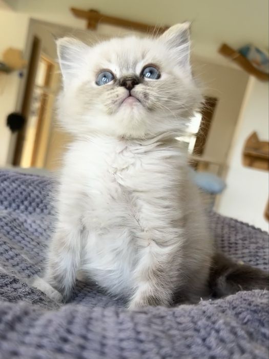 Ragdoll, kociak, kocię, kocurek