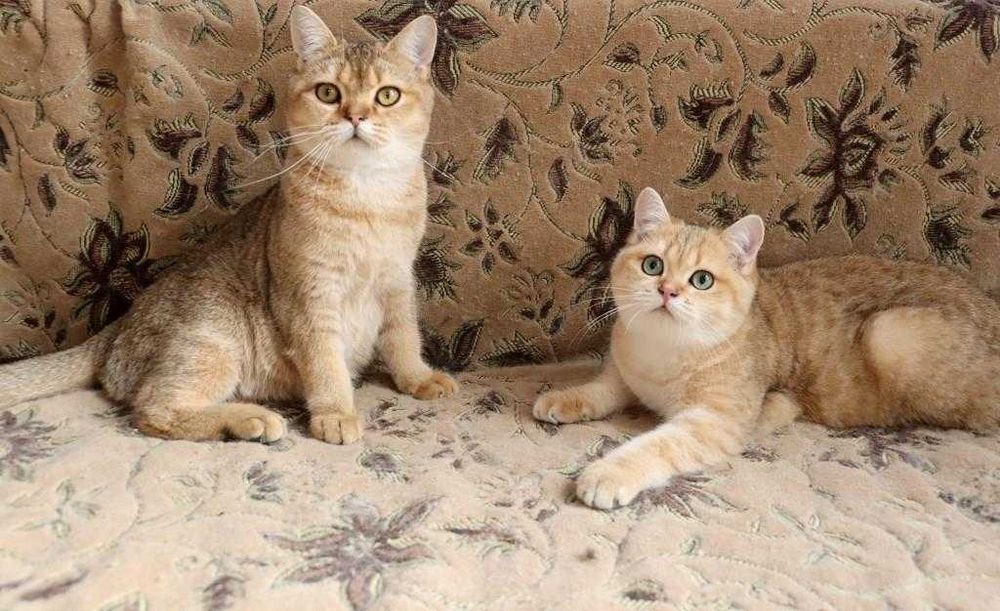 Породисті кошенята. Британці.