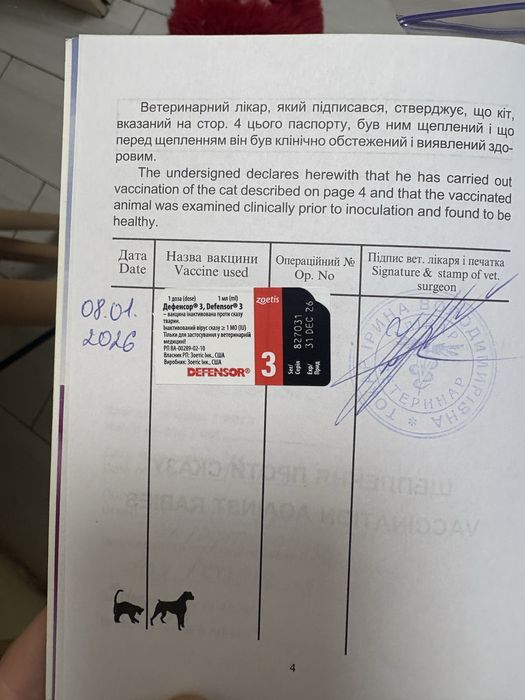 Німецький шпіц  3 кг  6місяців хлопчик паспорт