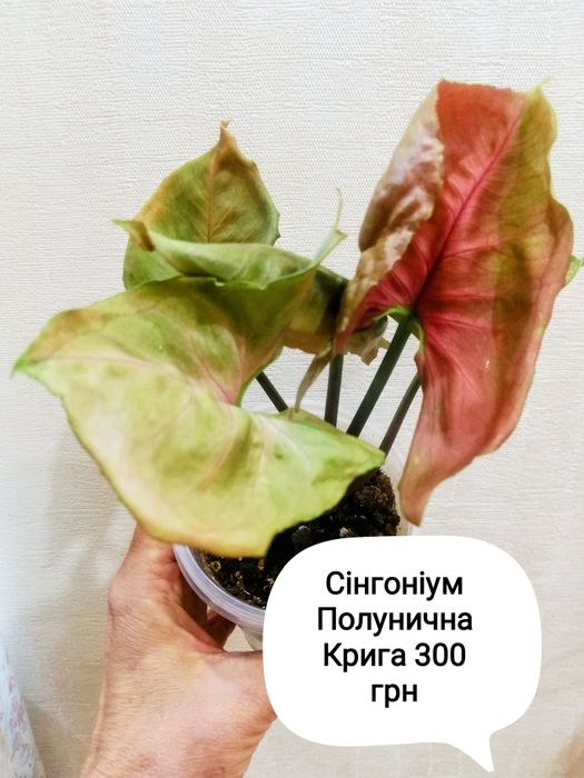 Сінгоніум Полунична Крига