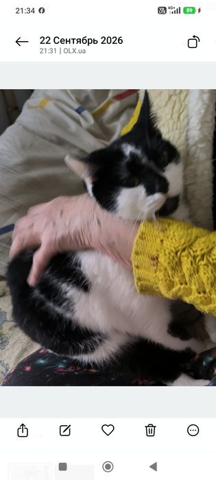 Кошечка в заботливые руки бесплатно. кот. кошка. котята даром