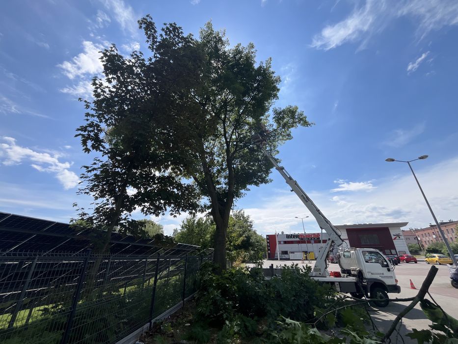 Wycinka drzew z podnośnika / przycinka/ rębakowanie / frezowanie .