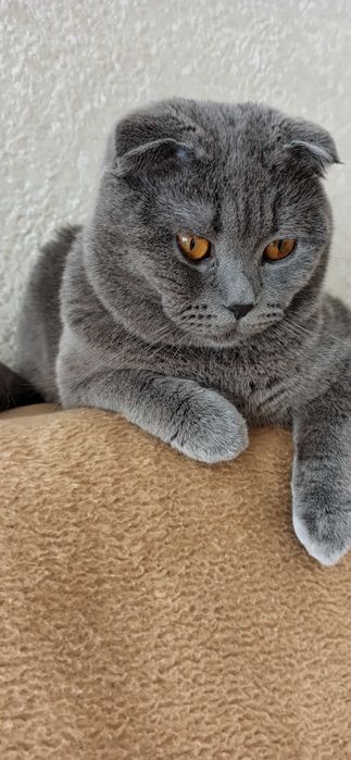 В'язка. Котик шукає кішечку