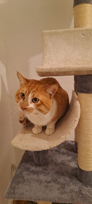 Gatinhos para adoção *urgente*