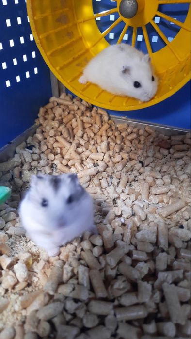 Хом’як джунгарський