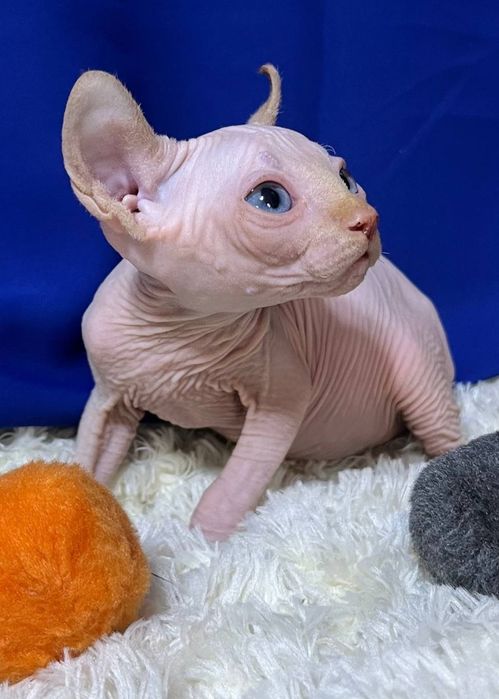 Хлопчик канадський сфінкс ELF