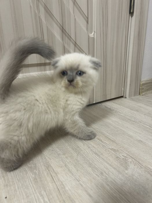 Шотландські кошенята