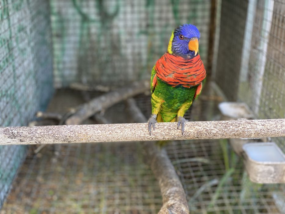 Casais Loris arco iris 2025