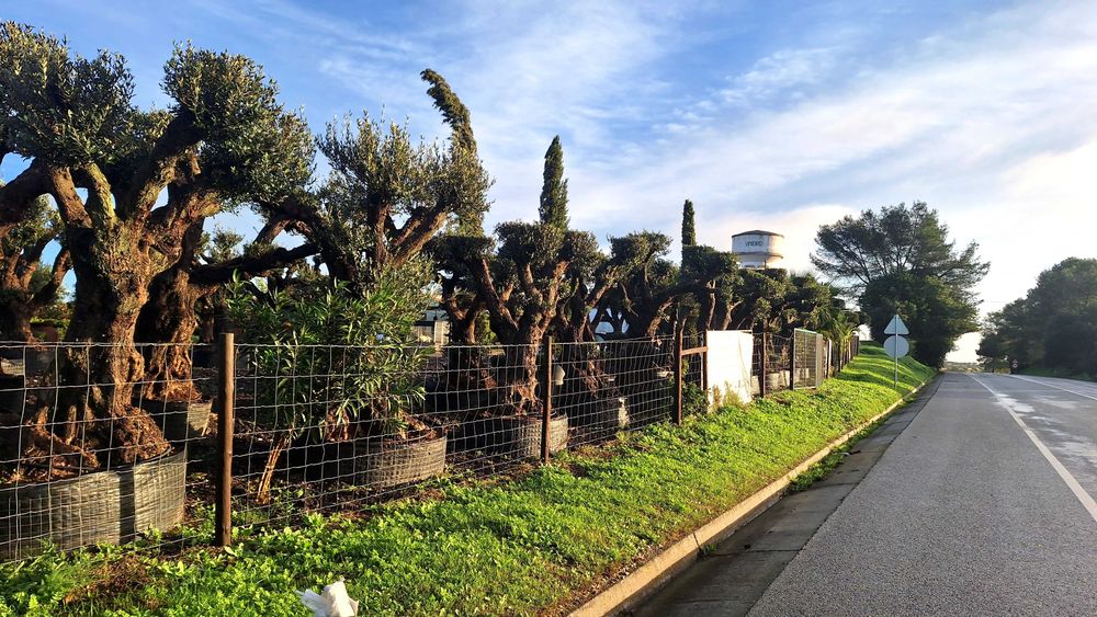 Jardim das Oliveiras