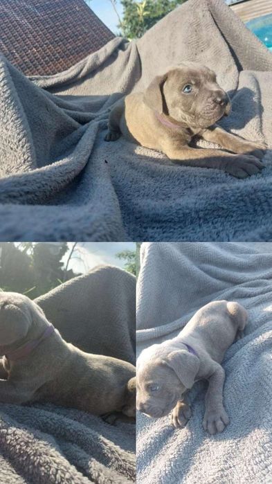 Cane Corso błękit,   Pregowany,  beżowy