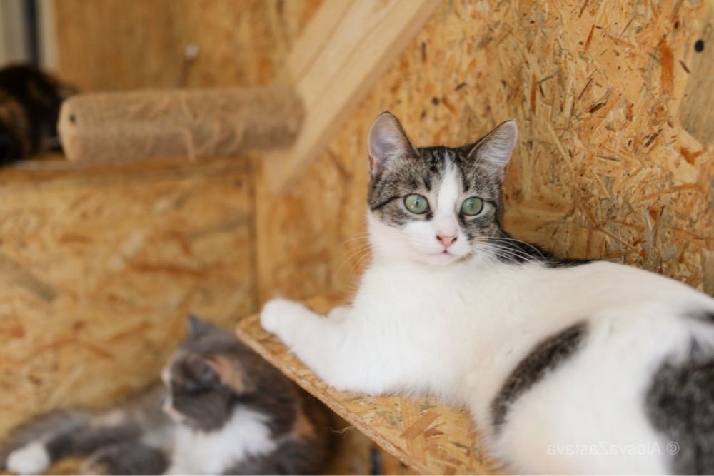 Джуси, 1,5 года, лапочка дочька, кошечка