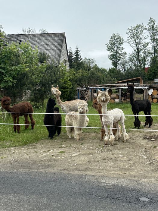 Alpaka Alpaki  samiec samice