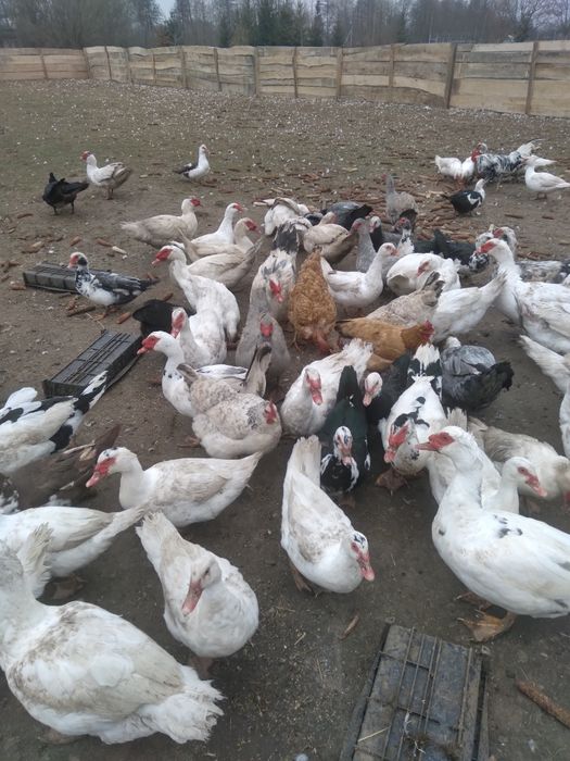 Продам інкубаційні яйця мускускої качки