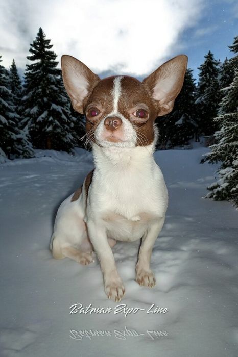 Вязка, чіхуахуа 1,5 кг, білошоколад