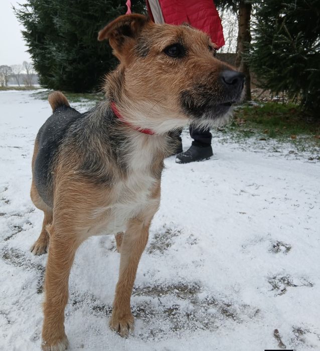 Pies suczka przyjazna