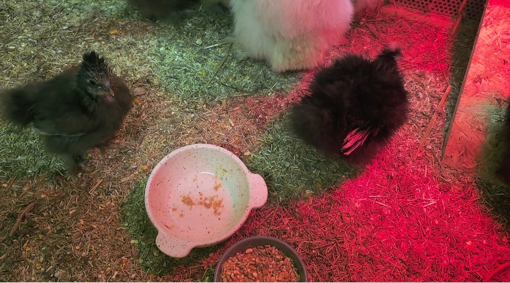 Silkie Jedwabiste USA