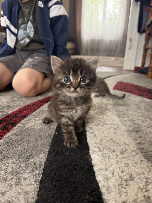 Кошенята у люблячі руки Луцьк