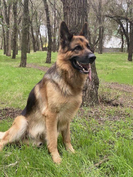 Шикарный кобель для вязки.