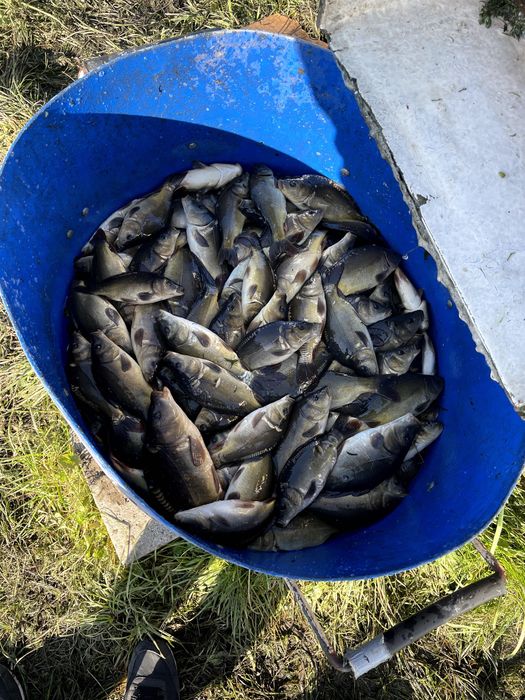 Karp narybek kroczek wiosenny