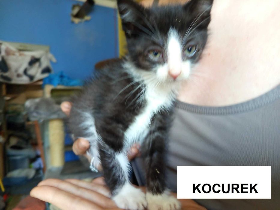 kocieta do adpocji