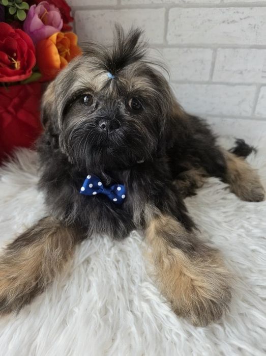 Shih tzu samiec. 3 miesiące
