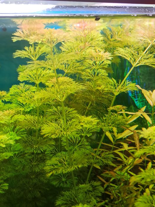 Продам аквариумные растения.Кабомба каролинская