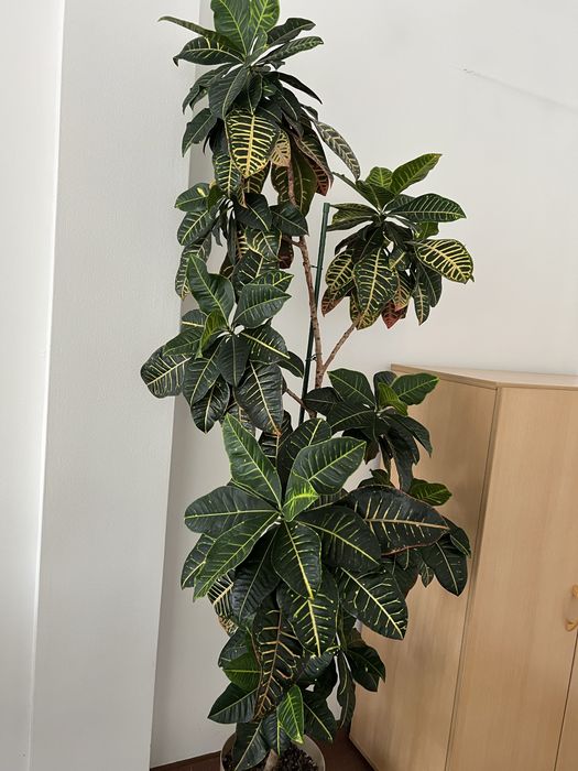 Kroton Petra  Trójskrzyn  Codiaeum variegatum duży