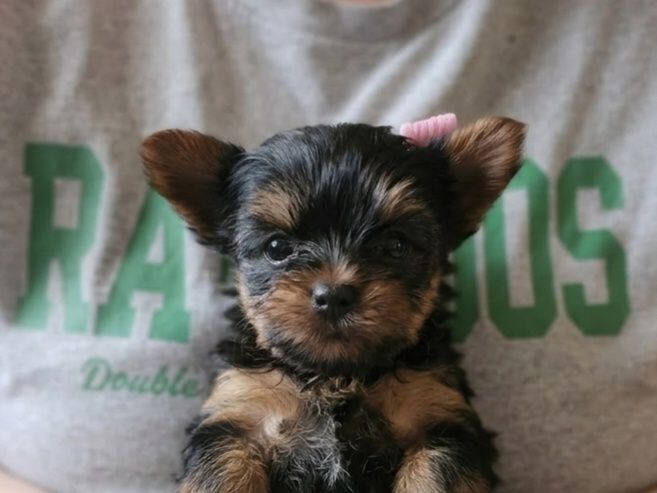 Yorkshire terrier suczka