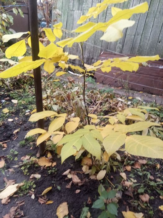 Грецький горіх привитий