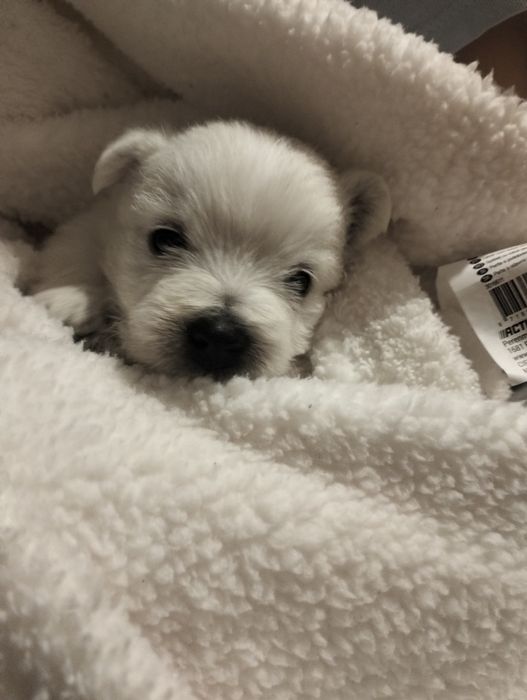 West highland white terrier