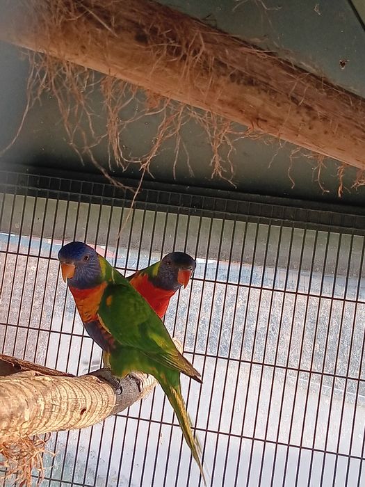 Casal malucanos 2023