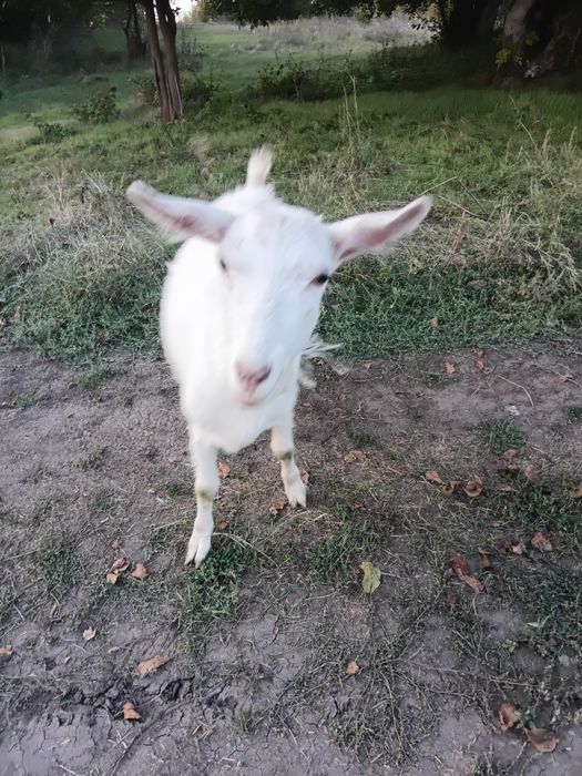 Продам козу і козичку.