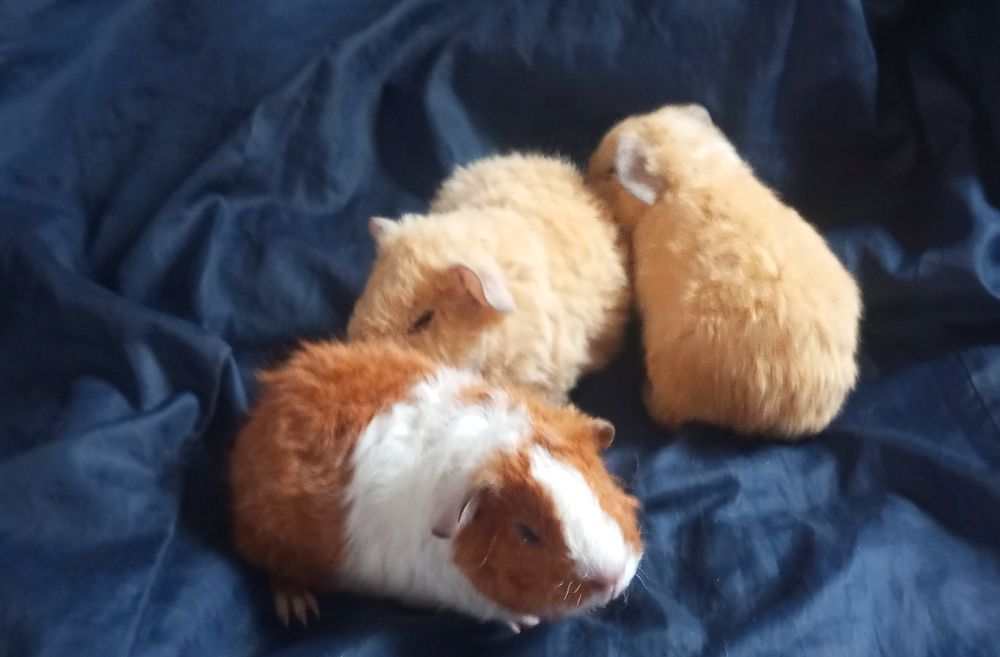 Морськи свинки породні