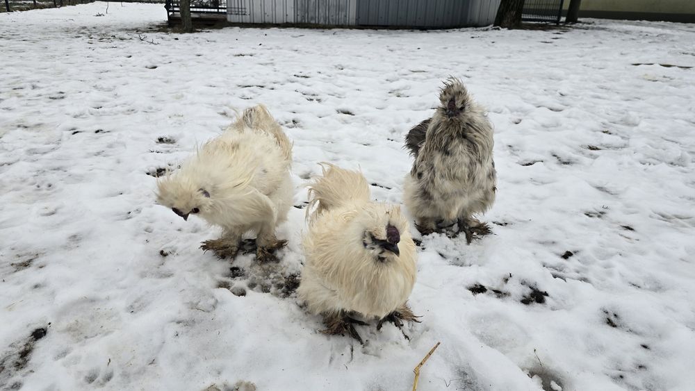 Slka jedbawista koguty