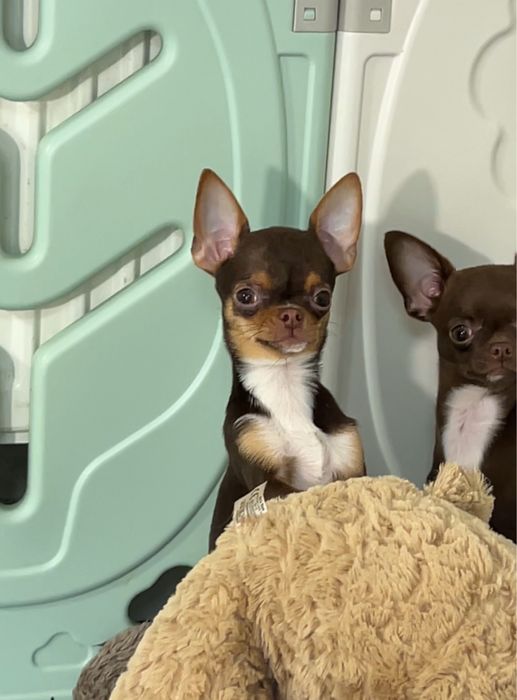 Шоколадно-підпалий хлопчик