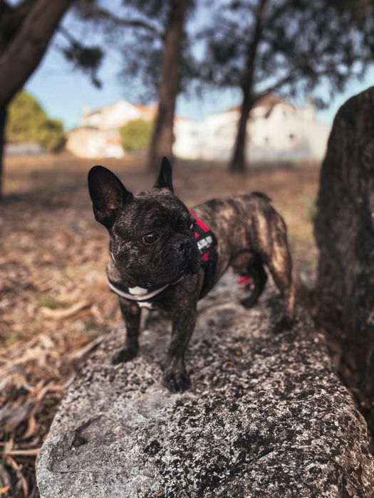 Pet Sitting  - cuidadora