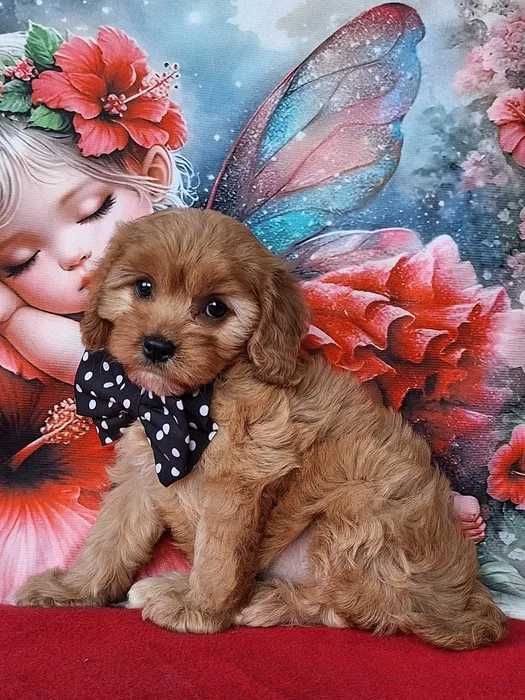 Cavapoo disponível