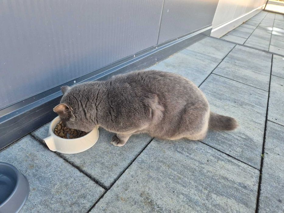 Kotek brytyjski do adopcji