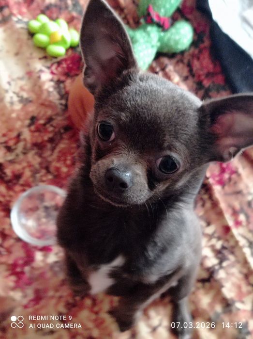 Щенок  девочки, породы чихуахуа,