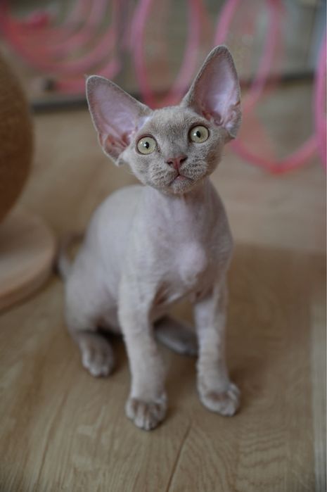 Kocurek Devon Rex